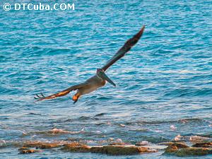 Pelican.