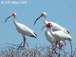 Ibis Blanco.