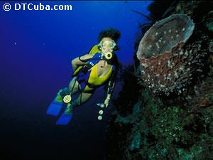 Sea bottom