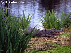 Alligator
