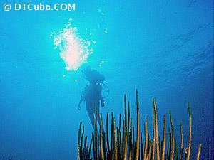 Actividades de buceo.