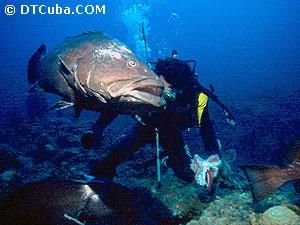 Sea bottom in Cuba.