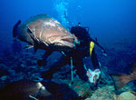 Sea bottom in Cuba.