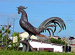 Morón`s rooster