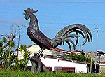 Gallo de Morón