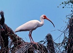 American White Ibis.