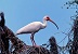 American White Ibis.