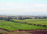 Sugar cane culture in Ingenios's Valley. Trinidad.