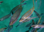 Xel-Há. Tropical fish
