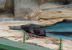 National Aquarium. Seal