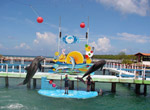 Naranjo Bay. Holguín.Show with dolphins