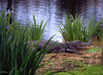 Alligator