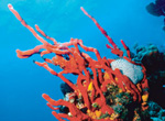 Coral reef