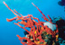 Coral reef