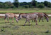 Cayo Saetía. Zebras