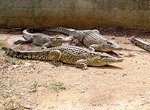 Cayo Saetía. Cocodrilos.