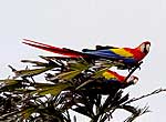 Parrots on Cayo Saetía