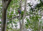 Cuban trogon - National Bird - Cayo Saetía