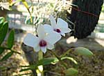 Orquidea