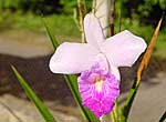 Orquidea