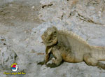 Iguana, Cayo Largo del Sur