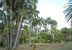 Botanical Gardens in Cienfuegos
