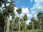 Botanical Gardens in Cienfuegos