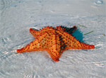 Estrella de mar.