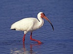 American White Ibis.