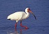 American White Ibis.