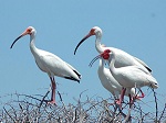 American White Ibis.