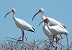 American White Ibis.