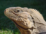 Cabo de San Antonio. Iguana.