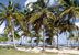 Palm trees at María La Gorda Villa, Pinar del Río