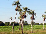 Guanacahabibes. Palma barrigona.