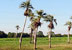 Guanacahabibes. Palm trees