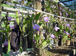 Soroa´s Orchid Garden.