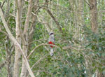 Tocororo. National bird.